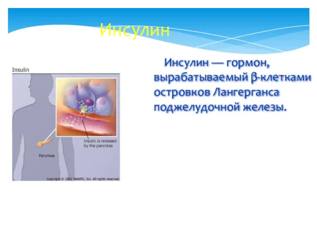 Инсулин — гормон, вырабатываемый β-клетками островков Лангерганса поджелудочной железы. Инсулин