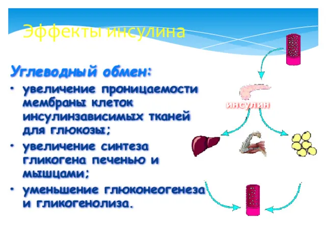 Эффекты инсулина Углеводный обмен: увеличение проницаемости мембраны клеток инсулинзависимых тканей