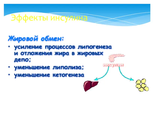 Эффекты инсулина Жировой обмен: усиление процессов липогенеза и отложения жира