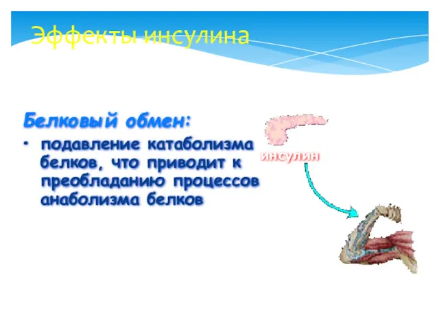 Эффекты инсулина Белковый обмен: подавление катаболизма белков, что приводит к преобладанию процессов анаболизма белков инсулин