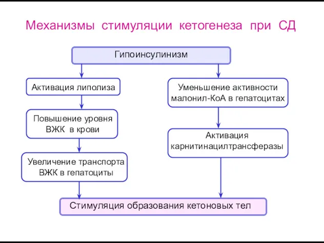 Механизмы стимуляции кетогенеза при СД Гипоинсулинизм Активация липолиза Повышение уровня ВЖК в крови