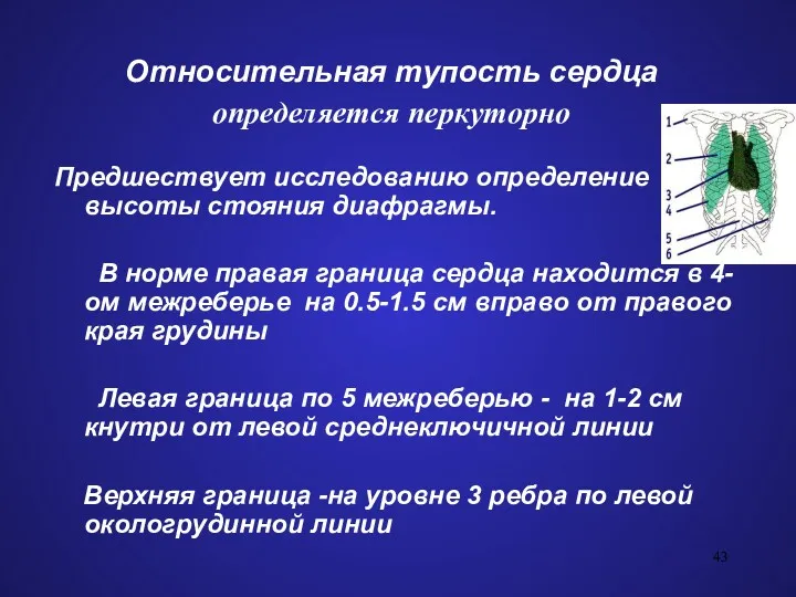 Относительная тупость сердца определяется перкуторно Предшествует исследованию определение высоты стояния