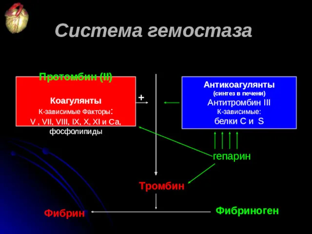 Протомбин (II) Коагулянты К-зависимые Факторы: V , VII, VIII, IX,