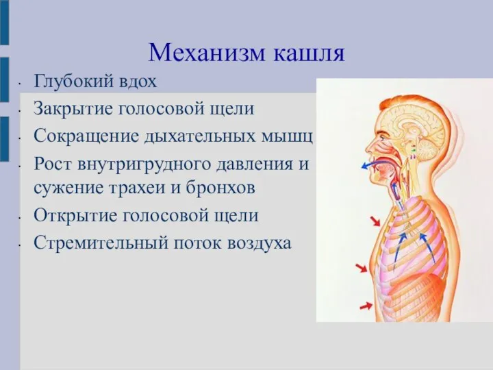 Механизм кашля Глубокий вдох Закрытие голосовой щели Сокращение дыхательных мышц