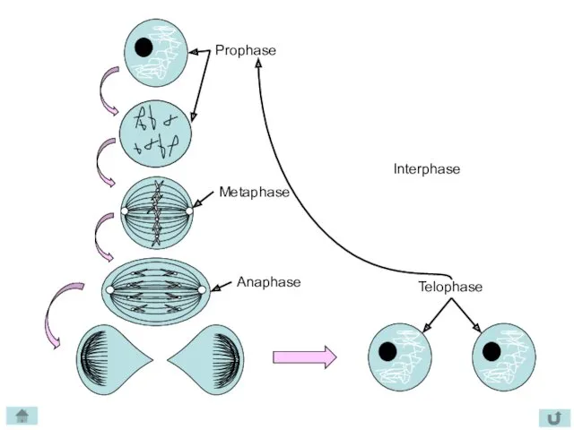 Prophase Metaphase Anaphase Telophase Interphase