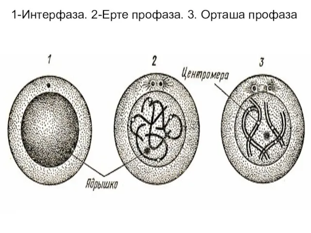 1-Интерфаза. 2-Ерте профаза. 3. Орташа профаза