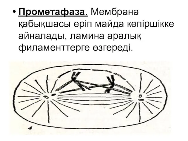 Прометафаза. Мембрана қабықшасы еріп майда көпіршікке айналады, ламина аралық филаменттерге өзгереді.