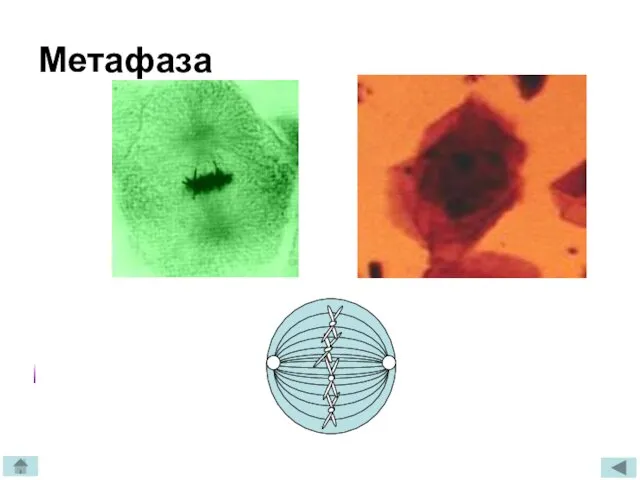 Метафаза