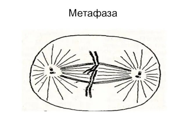 Метафаза