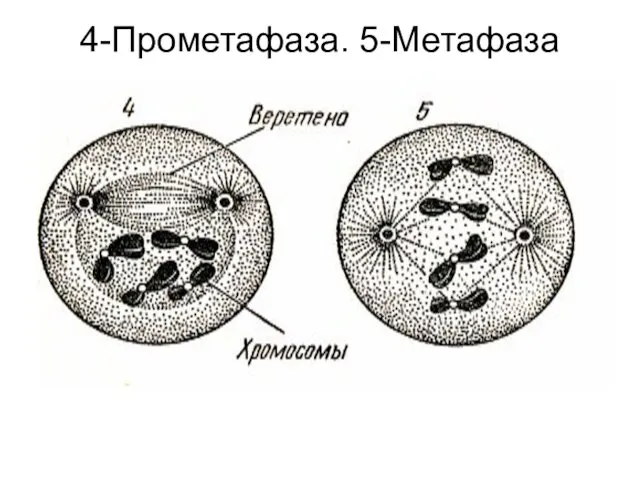 4-Прометафаза. 5-Метафаза