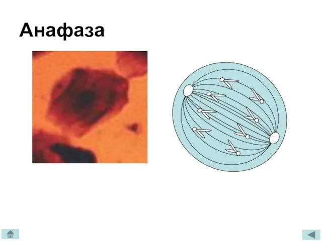 Анафаза