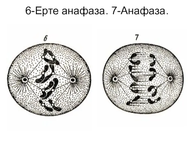 6-Ерте анафаза. 7-Анафаза.