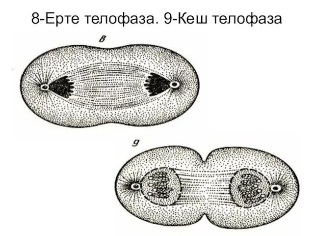 8-Ерте телофаза. 9-Кеш телофаза