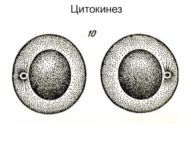 Цитокинез