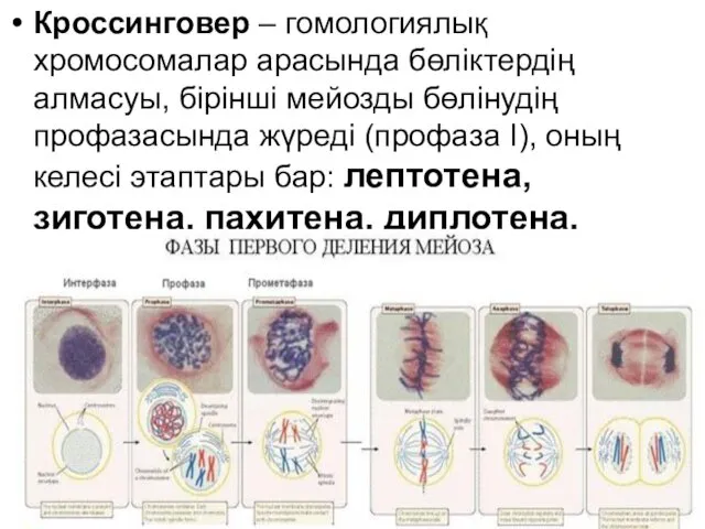 Кроссинговер – гомологиялық хромосомалар арасында бөліктердің алмасуы, бірінші мейозды бөлінудің