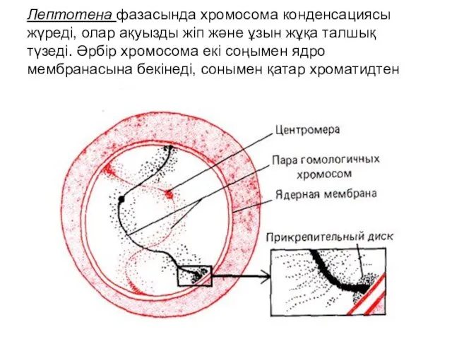 Лептотена фазасында хромосома конденсациясы жүреді, олар ақуызды жіп және ұзын