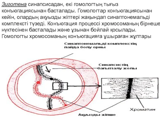 Зиготена синапсисадан, екі гомологтың тығыз конъюгациясынан басталады. Гомологтар конъюгациясынан кейін,