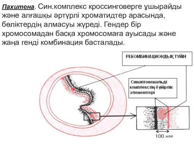 Пахитена. Син.комплекс кроссинговерге ұшырайды және алғашқы әртүрлі хроматидтер арасында, бөліктердің