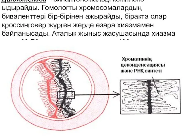 Диплотенада – синаптонемальді комплекс ыдырайды. Гомологты хромосомалардың биваленттері бір-бірінен ажырайды,