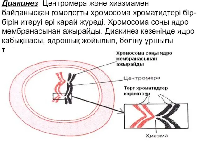 Диакинез. Центромера және хиазмамен байланысқан гомологты хромосома хроматидтері бір-бірін итеруі