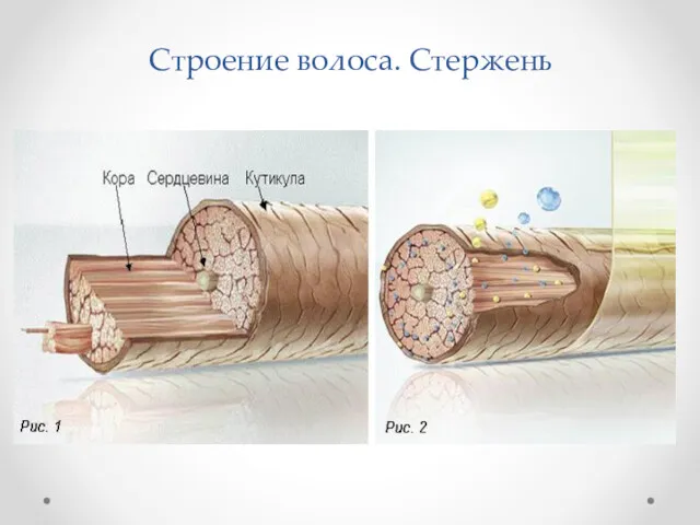 Строение волоса. Стержень