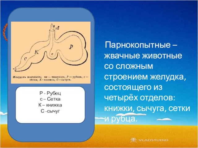 Парнокопытные – жвачные животные со сложным строением желудка, состоящего из