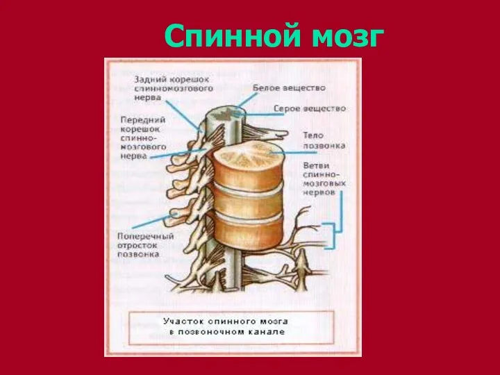 Спинной мозг