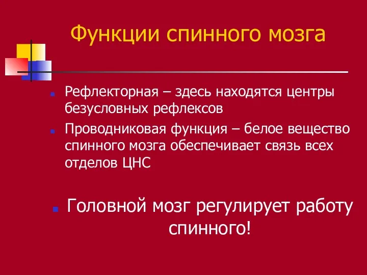 Функции спинного мозга Рефлекторная – здесь находятся центры безусловных рефлексов