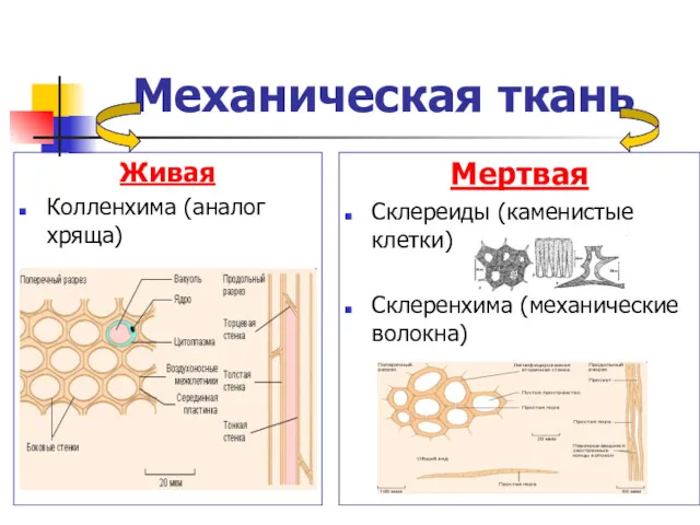 Механическая ткань Живая Колленхима (аналог хряща) Мертвая Склереиды (каменистые клетки) Склеренхима (механические волокна)