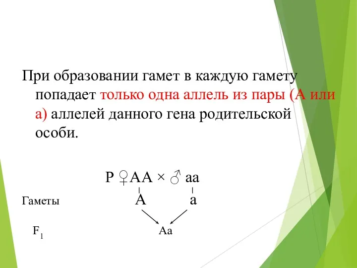 F1 Аа При образовании гамет в каждую гамету попадает только