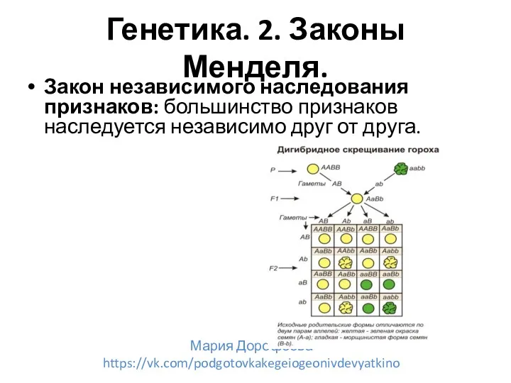 Генетика. 2. Законы Менделя. Закон независимого наследования признаков: большинство признаков