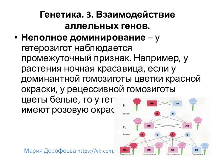 Генетика. 3. Взаимодействие аллельных генов. Неполное доминирование – у гетерозигот