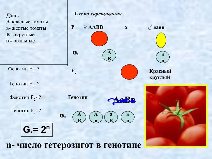 Дано: А-красные томаты а- желтые томаты В –округлые в -