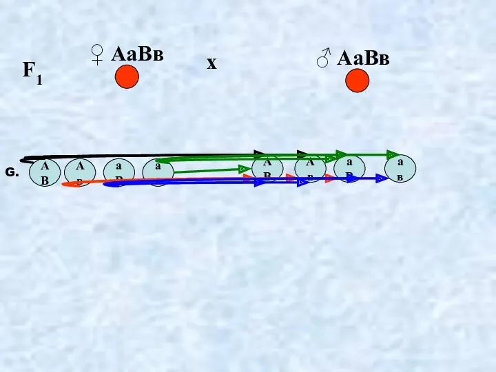 F1 ♀ АаВв х ♂ АаВв G. АВ Ав аВ ав АВ Ав аВ ав