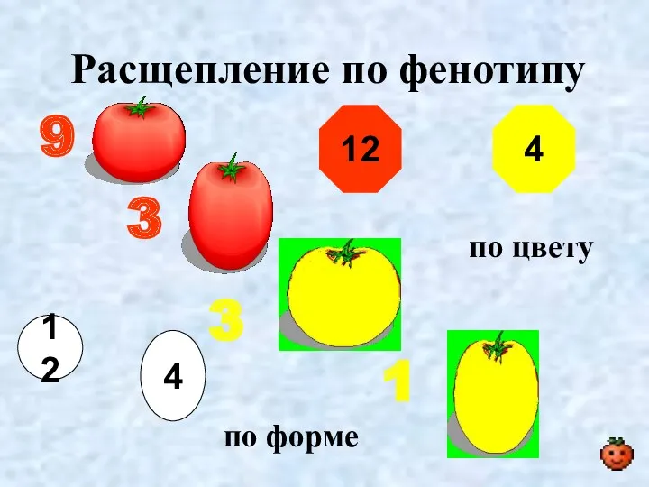 Расщепление по фенотипу 9 3 3 1 12 по цвету 4 по форме 12 4