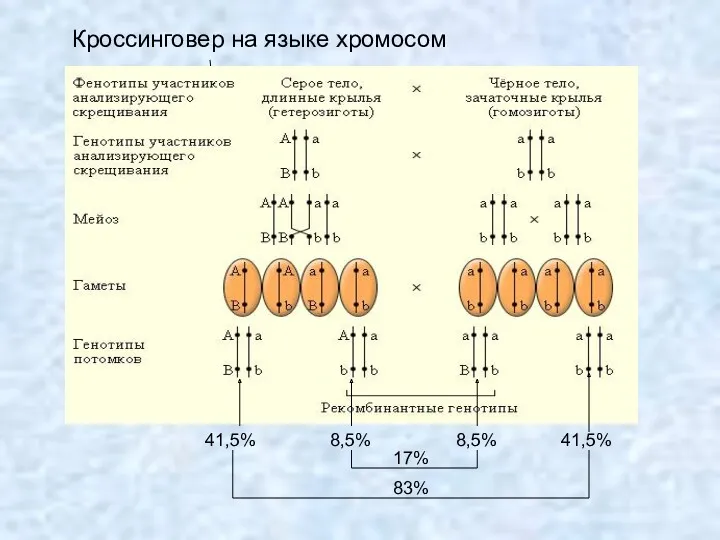 Кроссинговер на языке хромосом