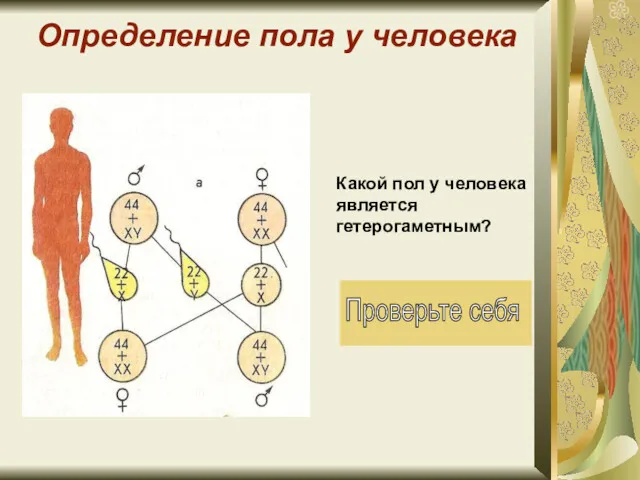 Определение пола у человека Какой пол у человека является гетерогаметным?