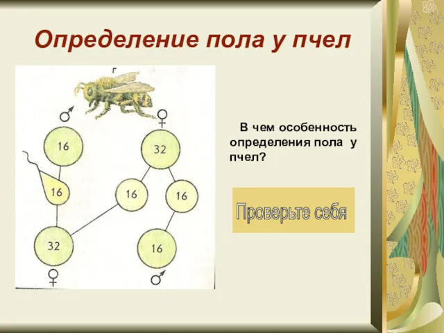 Определение пола у пчел В чем особенность определения пола у пчел?