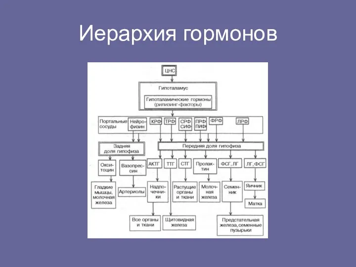 Иерархия гормонов