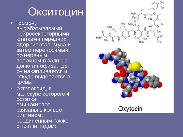 Окситоцин гормон, вырабатываемый нейросекреторными клетками передних ядер гипоталамуса и затем