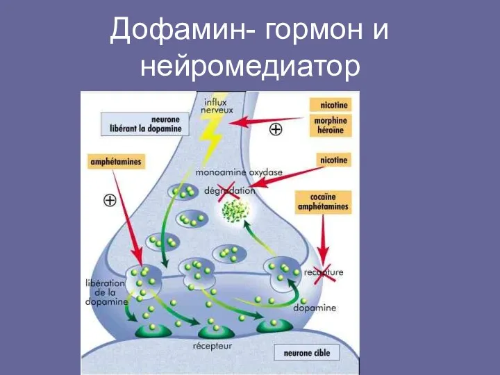 Дофамин- гормон и нейромедиатор