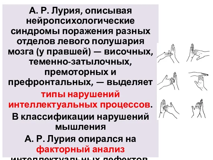 А. Р. Лурия, описывая нейропсихологические синдромы поражения разных отделов левого полушария мозга (у