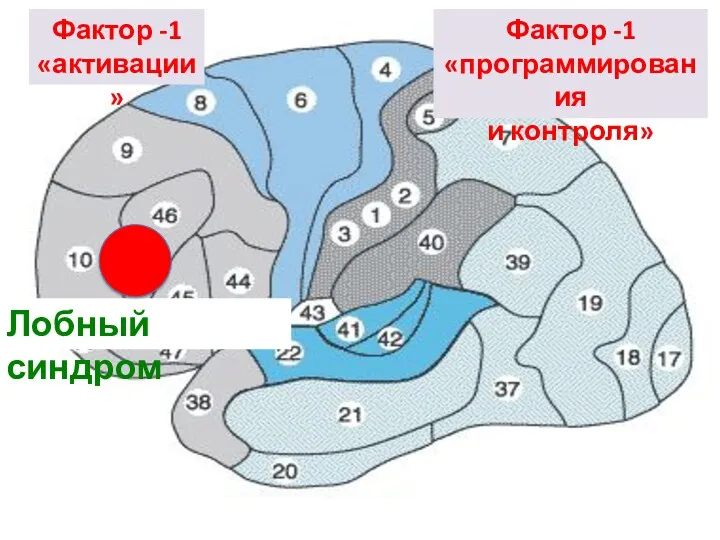 Лобный синдром Фактор -1 «активации» Фактор -1 «программирования и контроля»