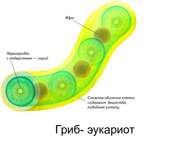 Гриб- эукариот