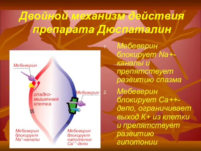 Двойной механизм действия препарата Дюспаталин Мебеверин блокирует Na+-каналы и препятствует развитию спазма Мебеверин