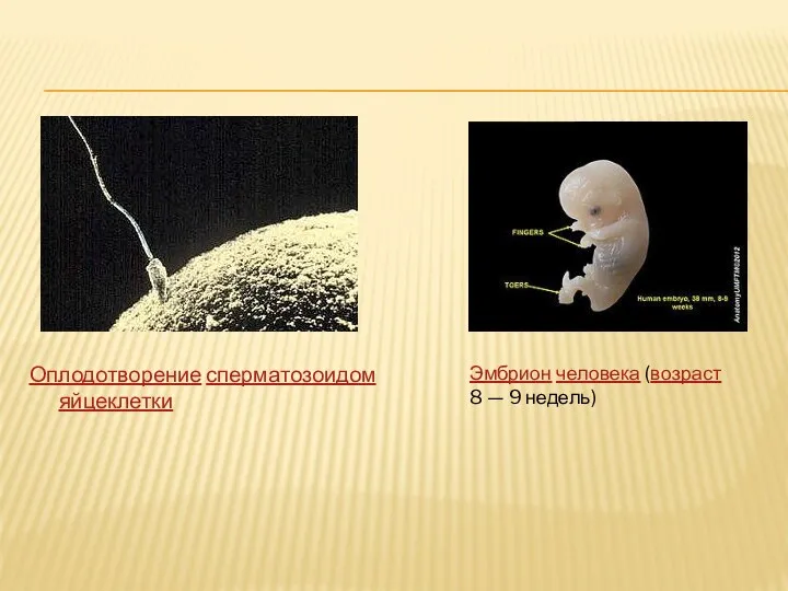 Оплодотворение сперматозоидом яйцеклетки Эмбрион человека (возраст 8 — 9 недель)