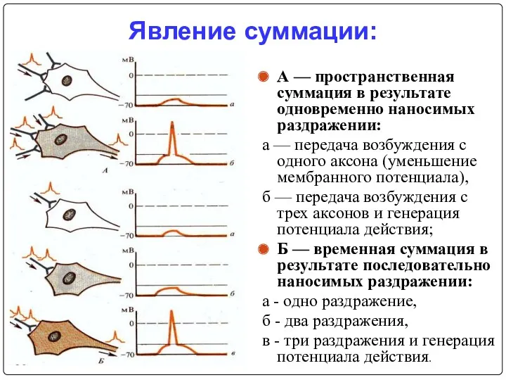 Явление суммации: А — пространственная суммация в результате одновременно наносимых