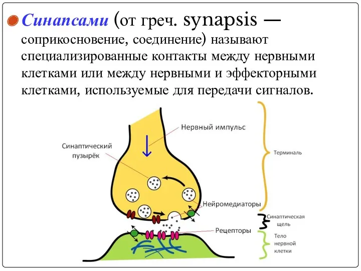 Синапсами (от греч. synapsis — соприкосновение, соединение) называют специализированные контакты
