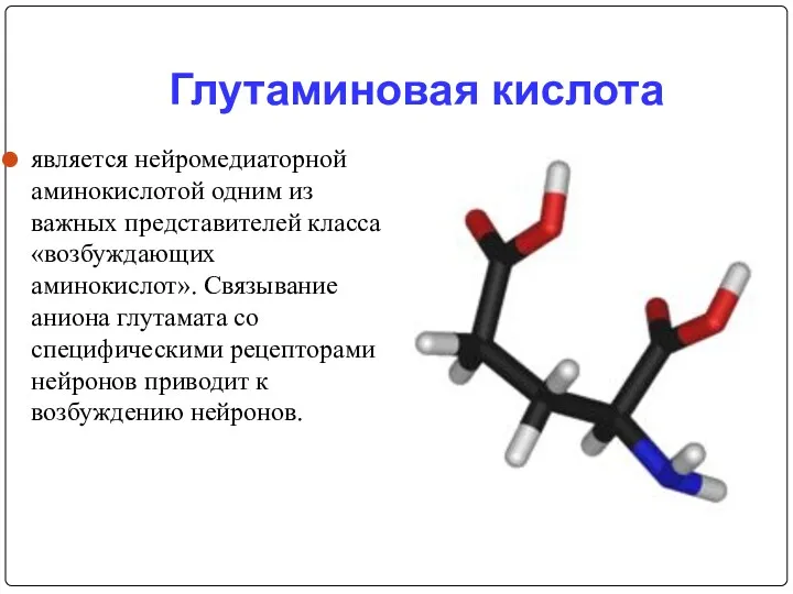 Глутаминовая кислота является нейромедиаторной аминокислотой одним из важных представителей класса