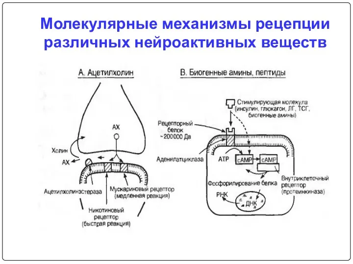 Молекулярные механизмы рецепции различных нейроактивных веществ